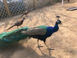 -萌宠亲子动物乐园(槐房万达店)