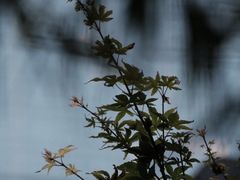 -元古雲境(太古里店)