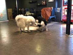 -百好乐宠物友好餐厅(朝外大街店)