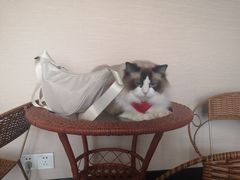 -蓝鲸·缅因猫舍