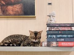-飞行喵MR PILOT|猫舍·猫咖(静安大融城店)