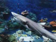 -泉州海丝野生动物世界