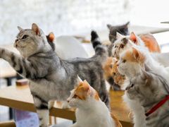 -平行世界·猫咖(首经贸店)