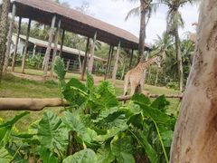 -海南热带野生动植物园