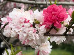-西安贾三灌汤包·回坊小吃·清真炒菜(北院门总店)