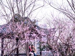 -桃花堤公园