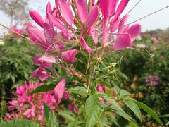 -松山湖梦幻百花洲