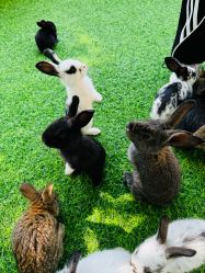 -萌宠亲子动物乐园(槐房万达店)