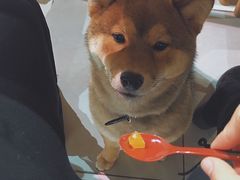 -柴务处·柴犬主题狗咖