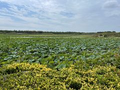 -上海海湾国家森林公园