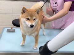 -暖阳宠物医院·犬猫康复中心·骨科