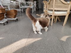 -共舞时光猫咖·狗咖(新街口店)