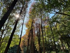-黄埔荔枝公园