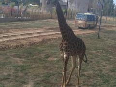 -鄂尔多斯野生动物园