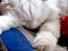 -Babycat私家御饼屋(龙头路一店)