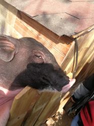 -萌宠亲子动物乐园(槐房万达店)