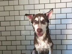-趣玩宠物乐园寄养训犬训狗游泳池