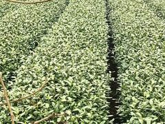 -自在弥林花园餐厅(云栖店)