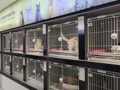 -翊宠yipet猫狗购宠庄园犬舍•猫舍