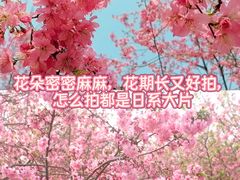 -天适樱花悠乐园