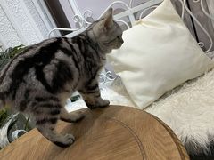 -共舞时光猫咖·狗咖(新街口店)