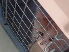 -谐和益家动物医院·免疫绝育·血液透析·宠保定点医院(高新伊藤分院)