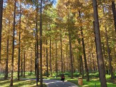 -黄海国家森林公园