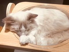 -飞行喵MR PILOT|猫舍·猫咖(静安大融城店)