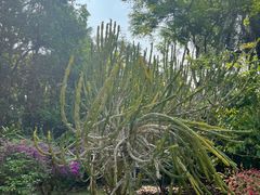 -中国科学院西双版纳热带植物园