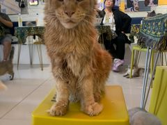-平行世界·猫咖(首经贸店)