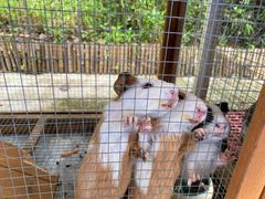 -上海崇明金茂凯悦酒店