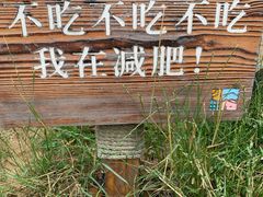 -田园东方蜜桃村的田野营地