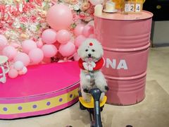 -百好乐宠物友好餐厅(朝外大街店)