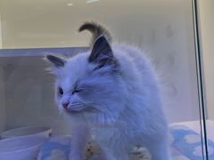 -小猫来了·猫舍(红山六九七九店)