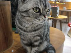 -有猫主题·治愈系猫咖(曾厝垵店)