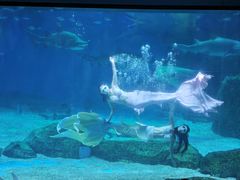 -海合安成都极地海洋公园