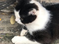 -喵屿·大理花园猫咖