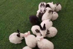 -萌宠亲子动物乐园(槐房万达店)