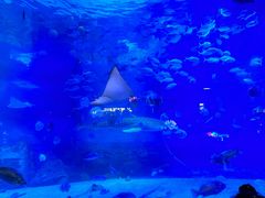 -烟台海昌鲸鲨海洋公园