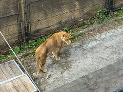 -大连森林动物园