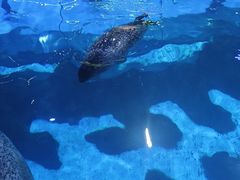 -海合安青岛极地海洋公园