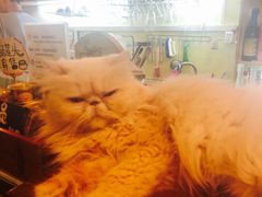 -猫色咖啡·猫咖