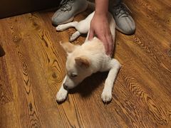 -柴务处·柴犬主题狗咖