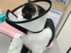 -爱佳宠物中心医院24H·CT·骨外科·猫专科(瑶海万达店)