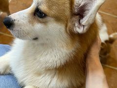 -柯斗斗主题餐厅·狗咖·围炉煮茶·茶饮(国瑞升平里店)