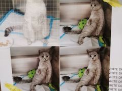 -凯特喵百思猫专科医院