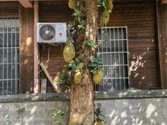 -西双版纳傣族园