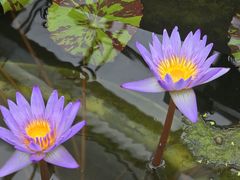 -国家植物园南园