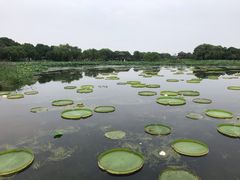 -荷塘月色湿地公园·向阳花洲