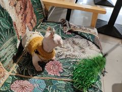 -平行世界·猫咖(首经贸店)